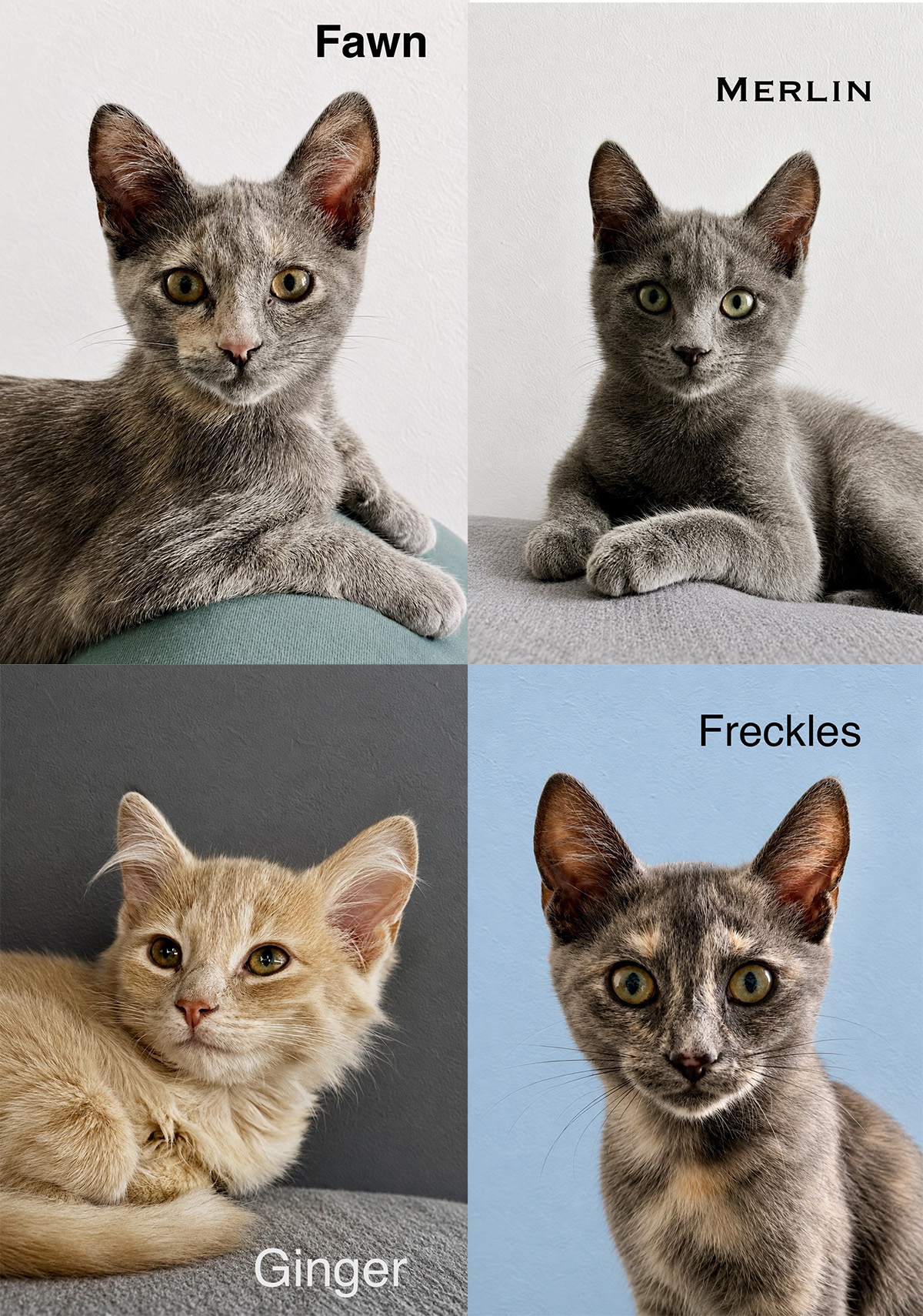 adopt cat