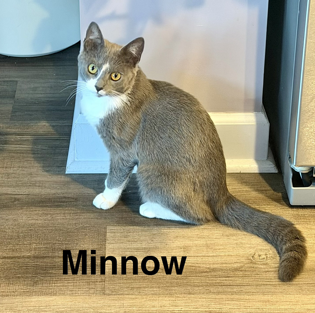 adopt cat