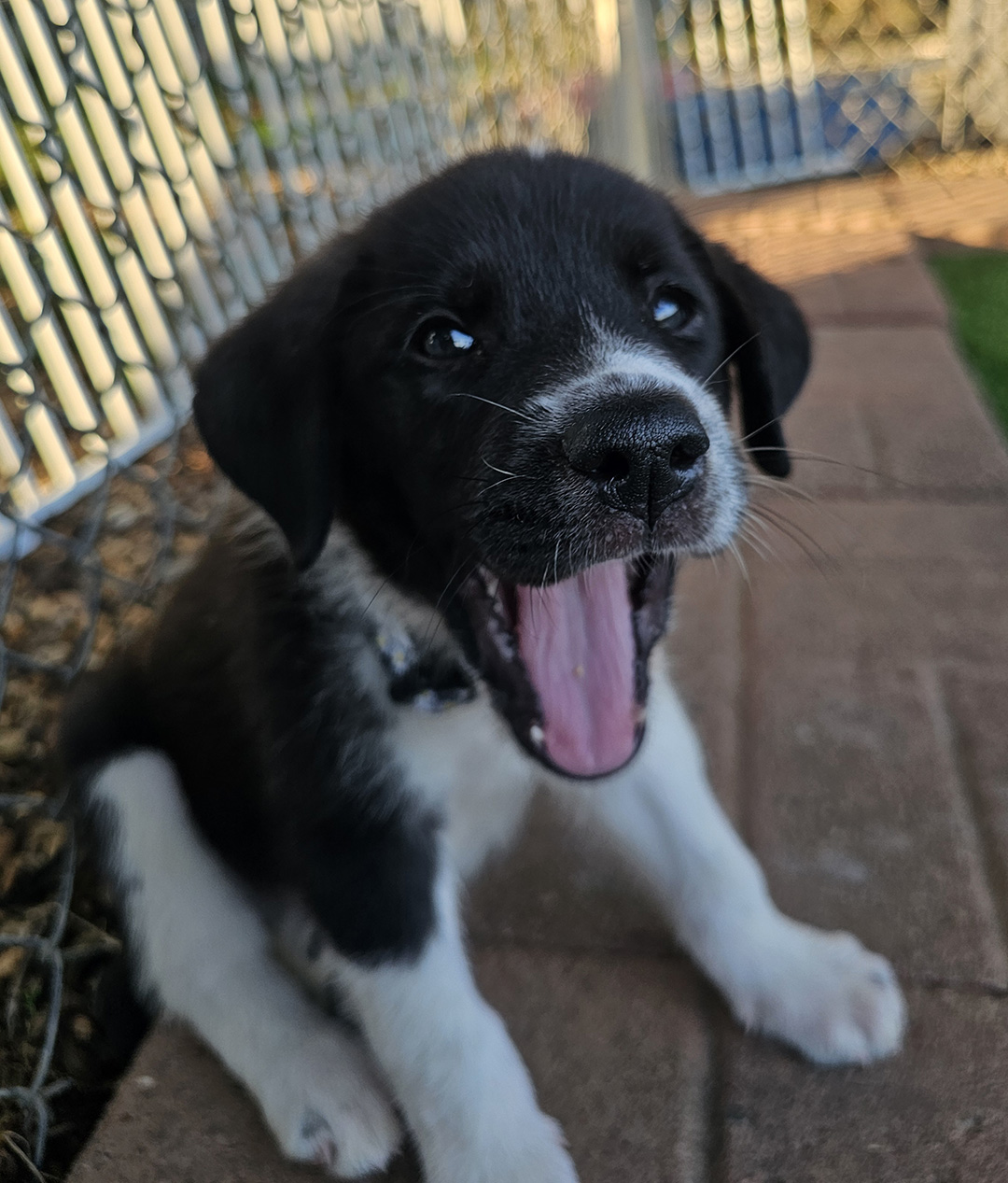 Dexter, adopt, dog
