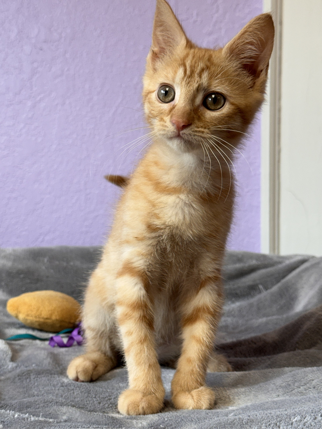 Pixie Percy Pipa 1
