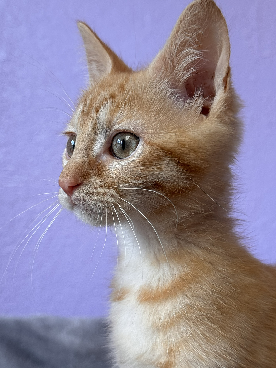 Pixie Percy Pipa 2