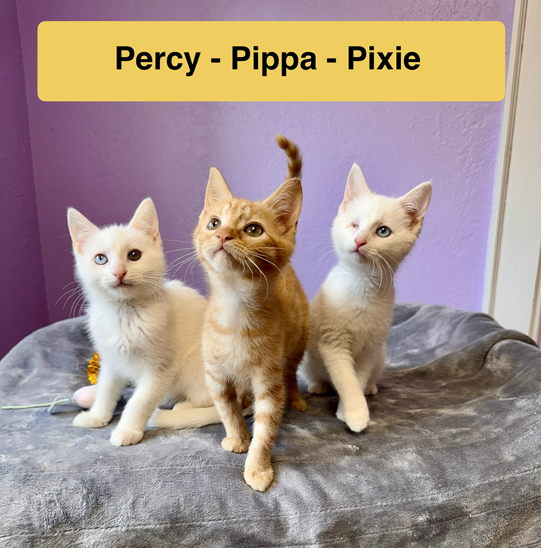adopt cat