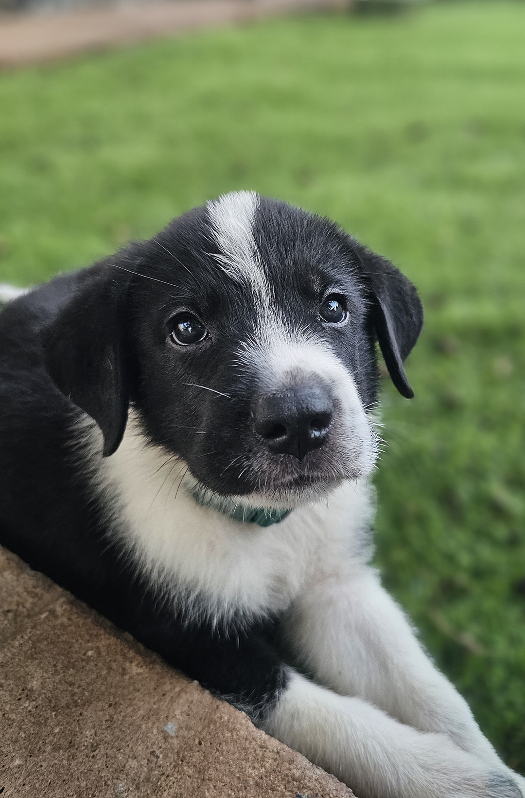 Dexter, adopt, dog