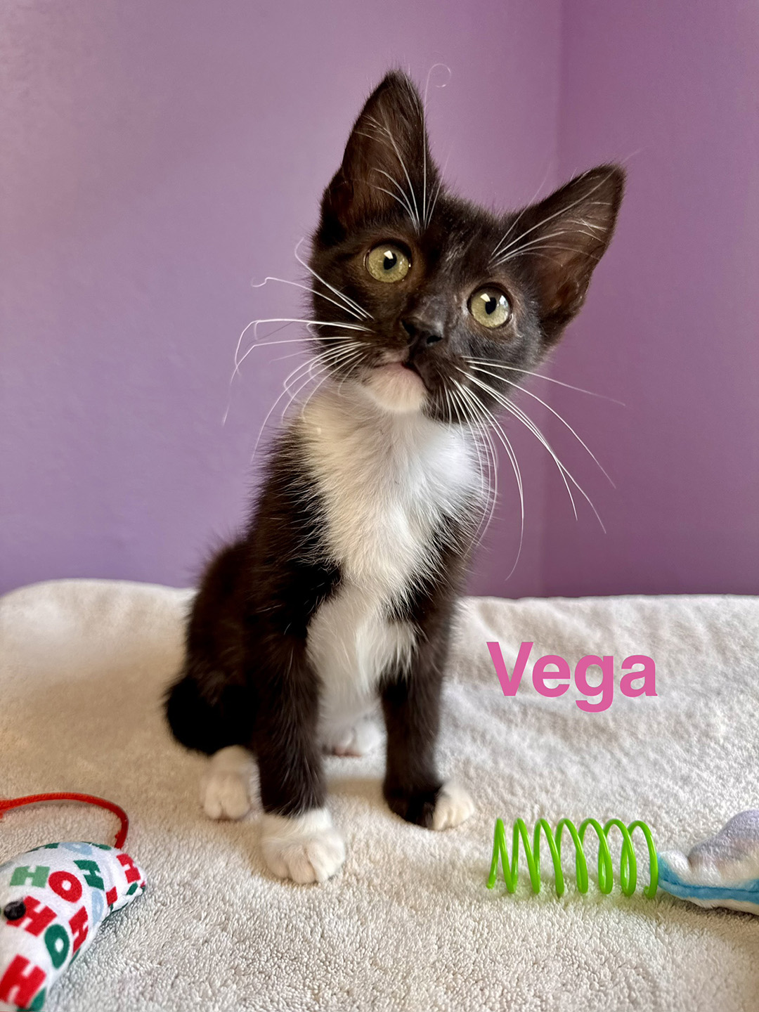 Vega 1