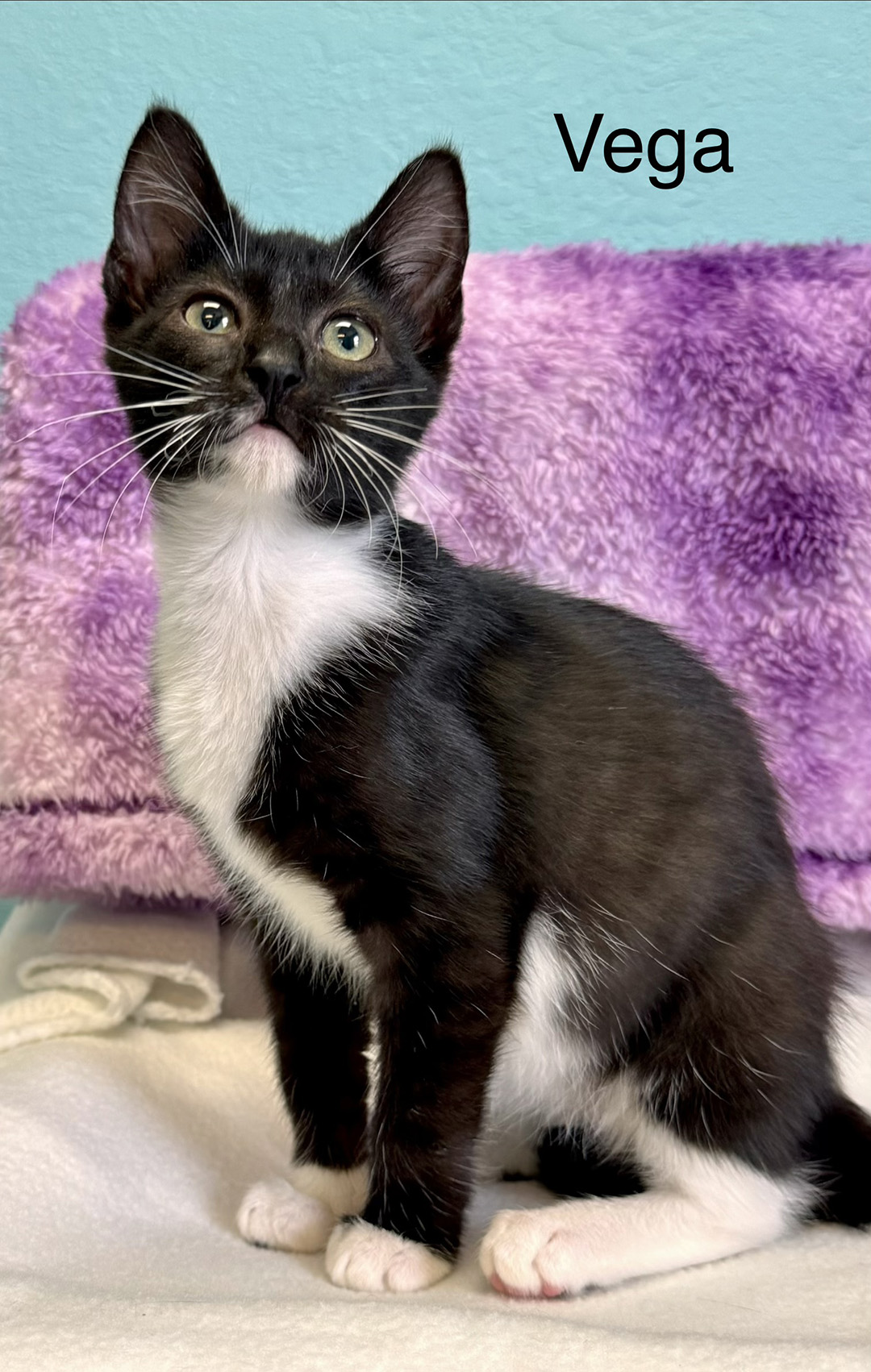 adopt cat