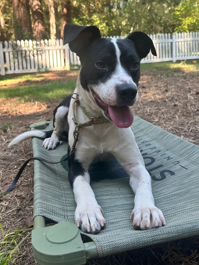 Arlo 1 Dexter, adopt, dog