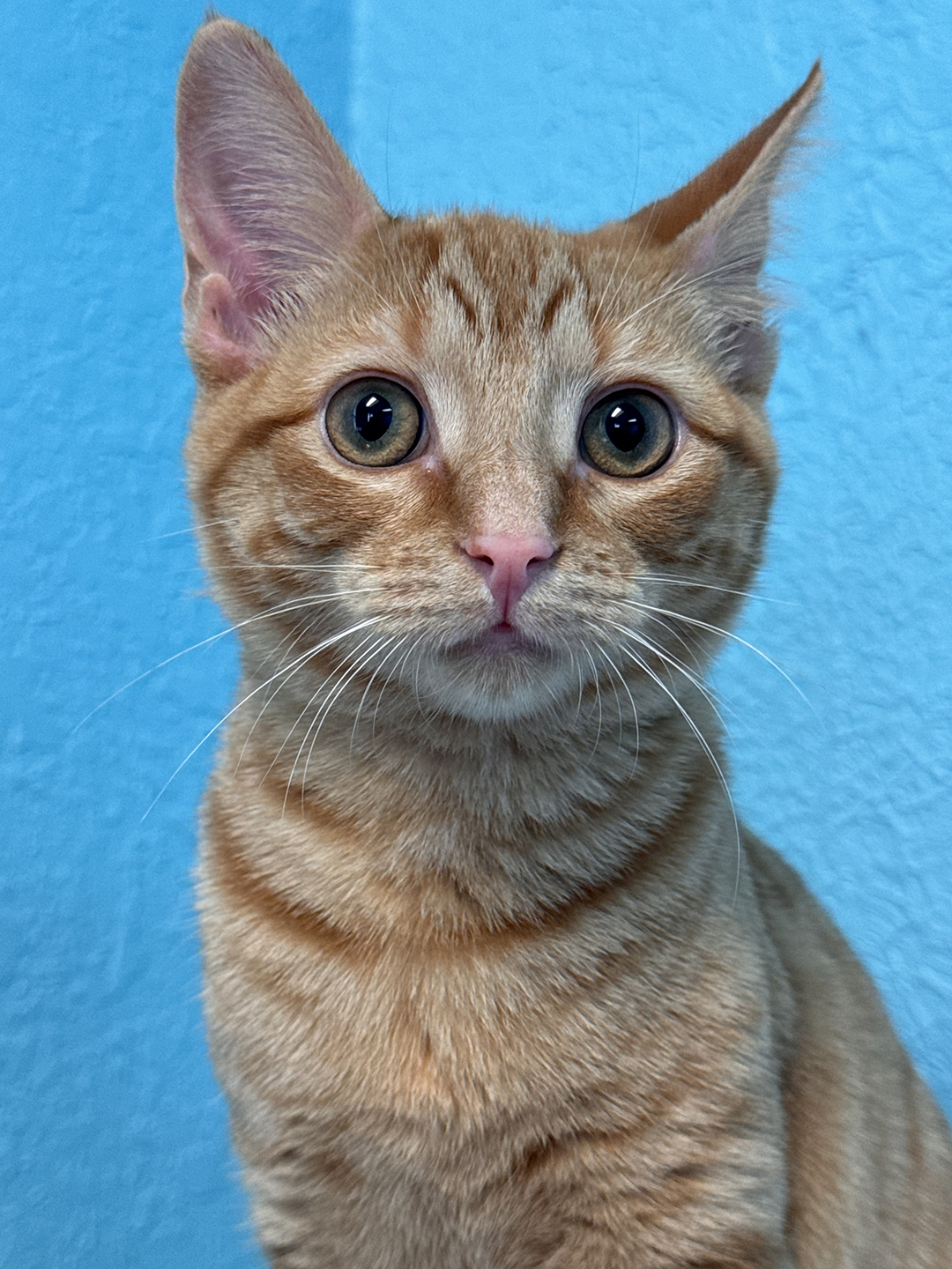 Clover MAIN PIC adopt cat