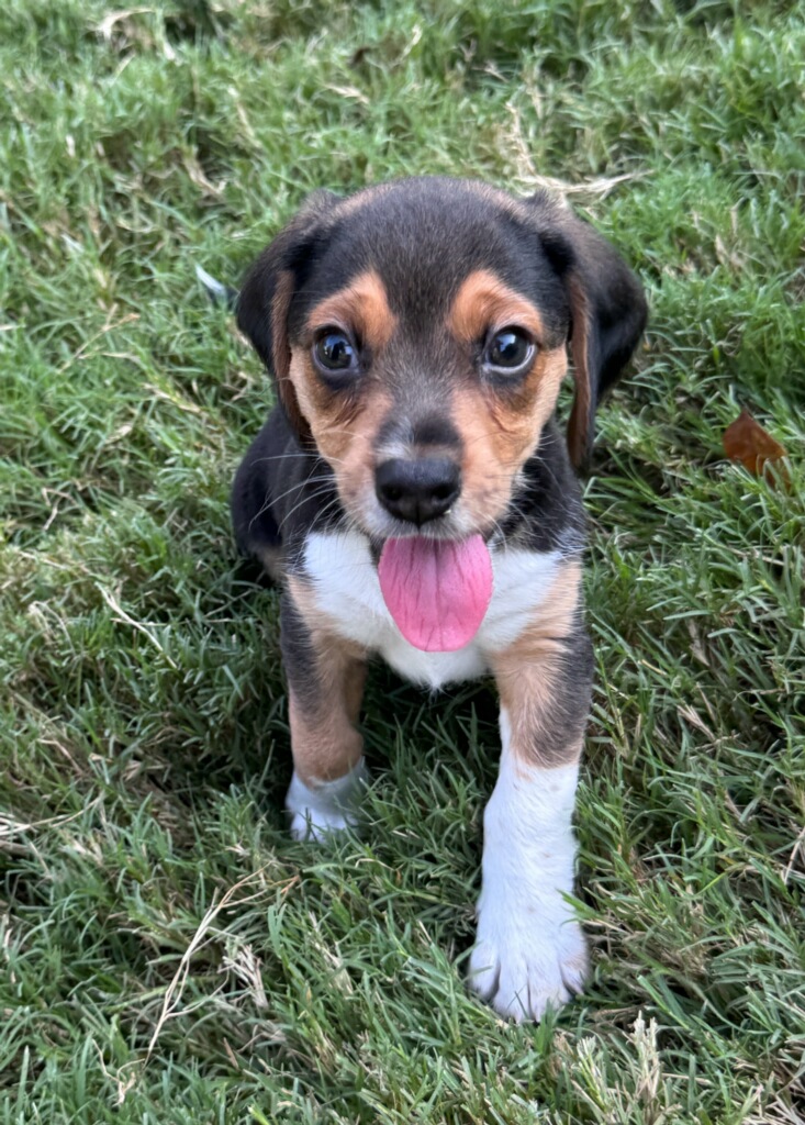 DJ 2 Dexter, adopt, dog