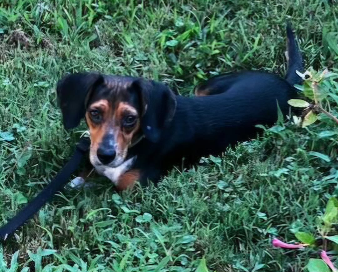 Dixie 2 Dexter (the dog)