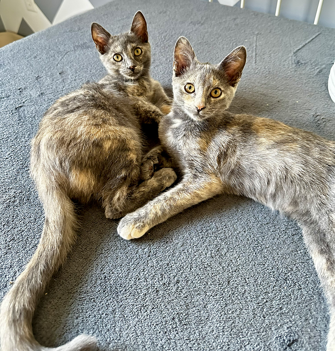 Fawn and Freckles