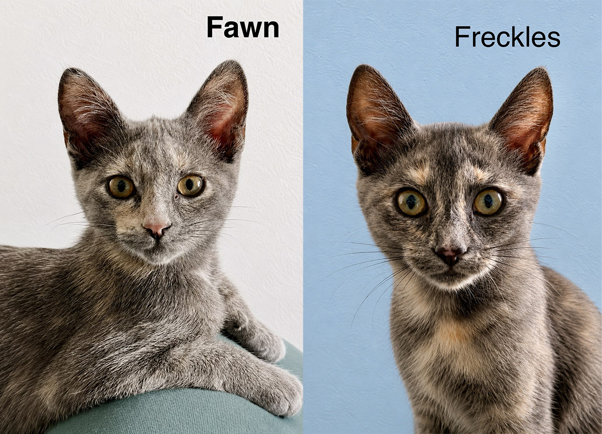 fawn and freckles adopt cat