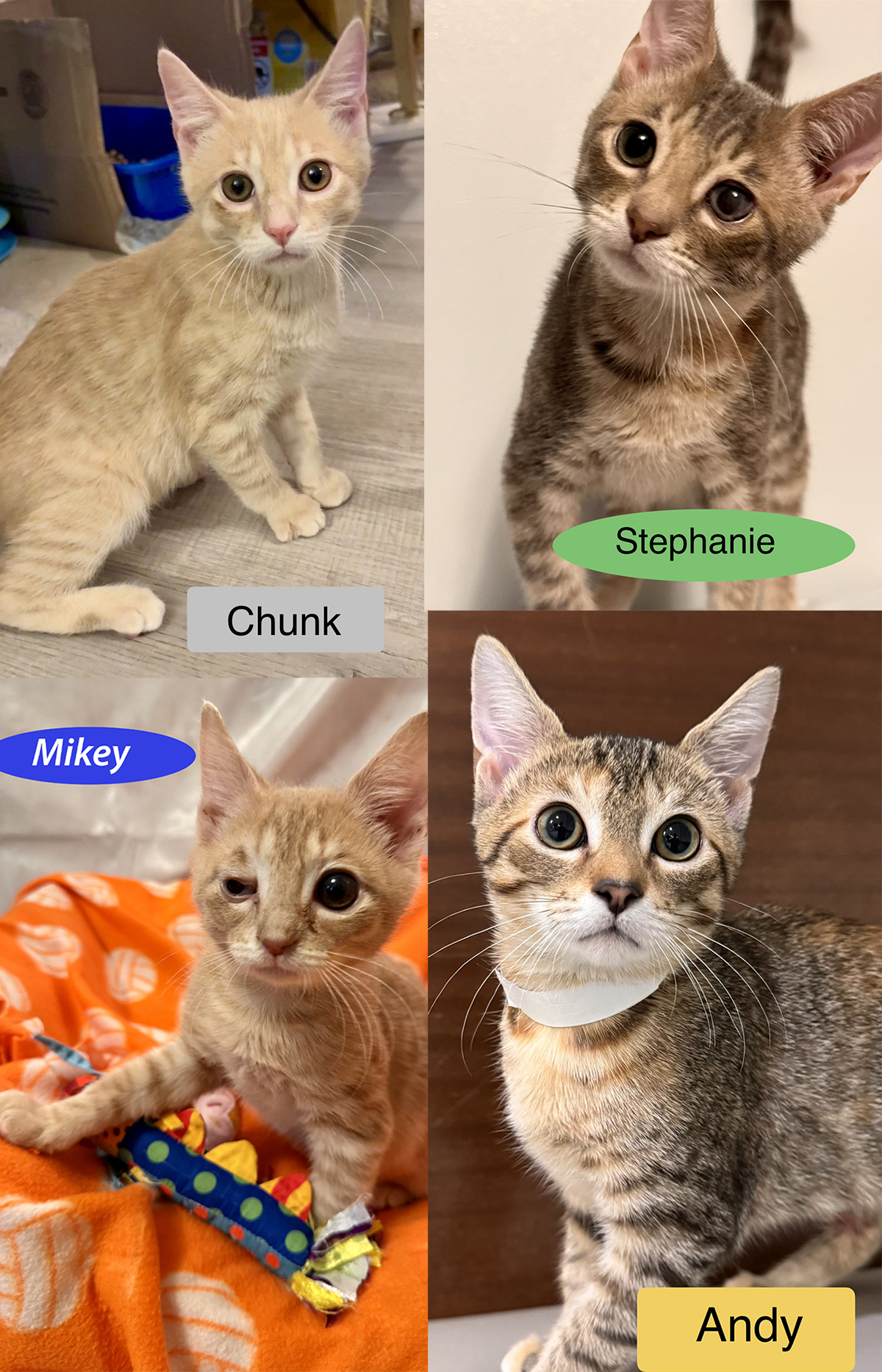 adopt cat