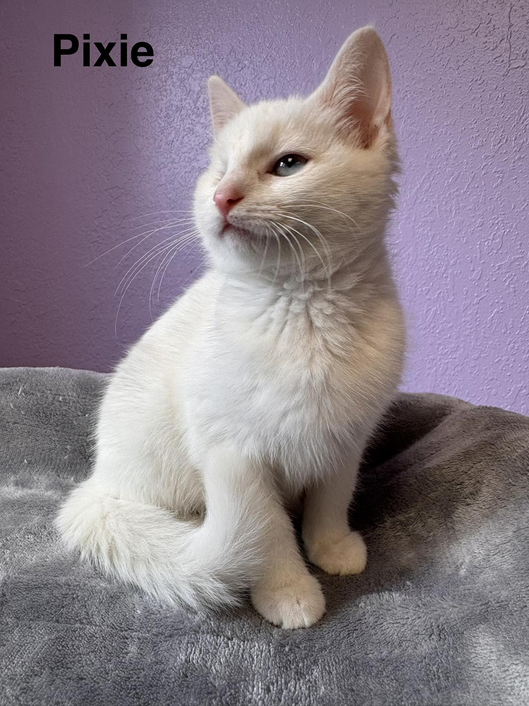 adopt cat