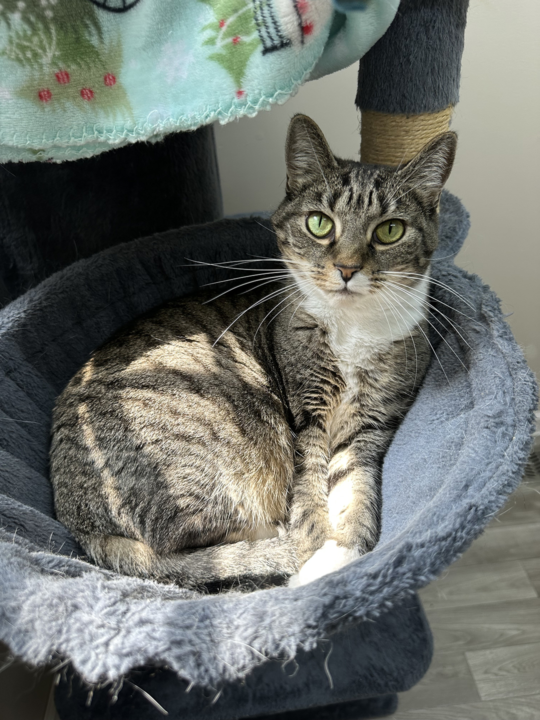 adopt cat