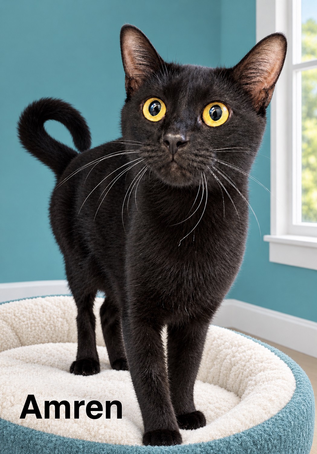 adopt cat
