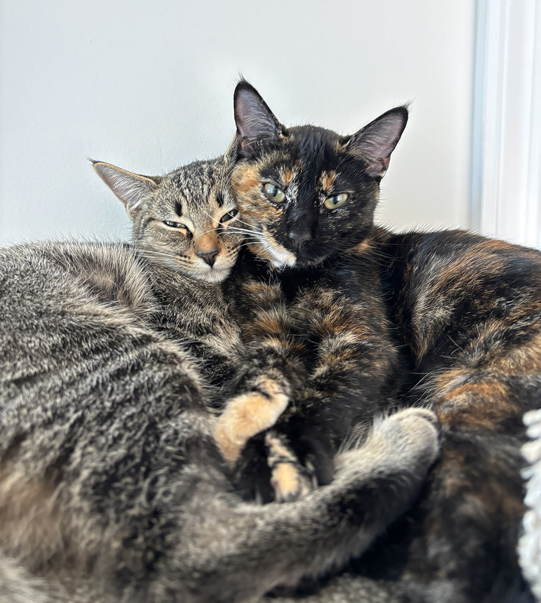 adopt cat