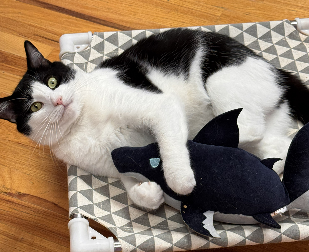 adopt cat