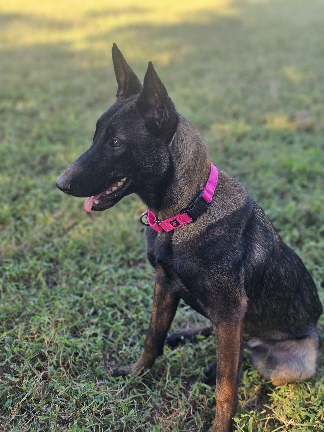 Dexter, adopt, dog