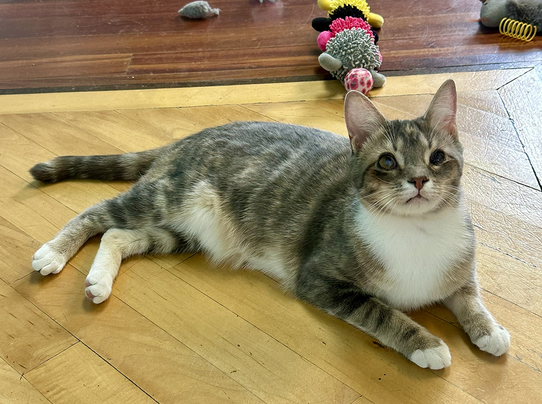 adopt cat