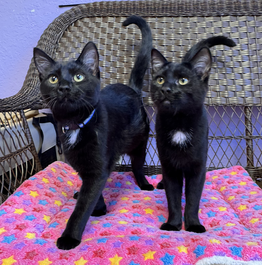 adopt cat