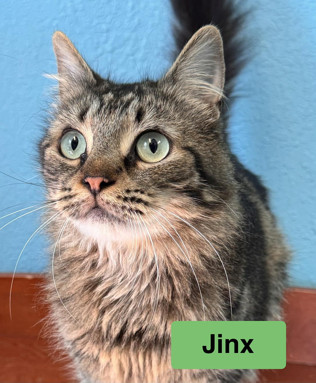 adopt cat