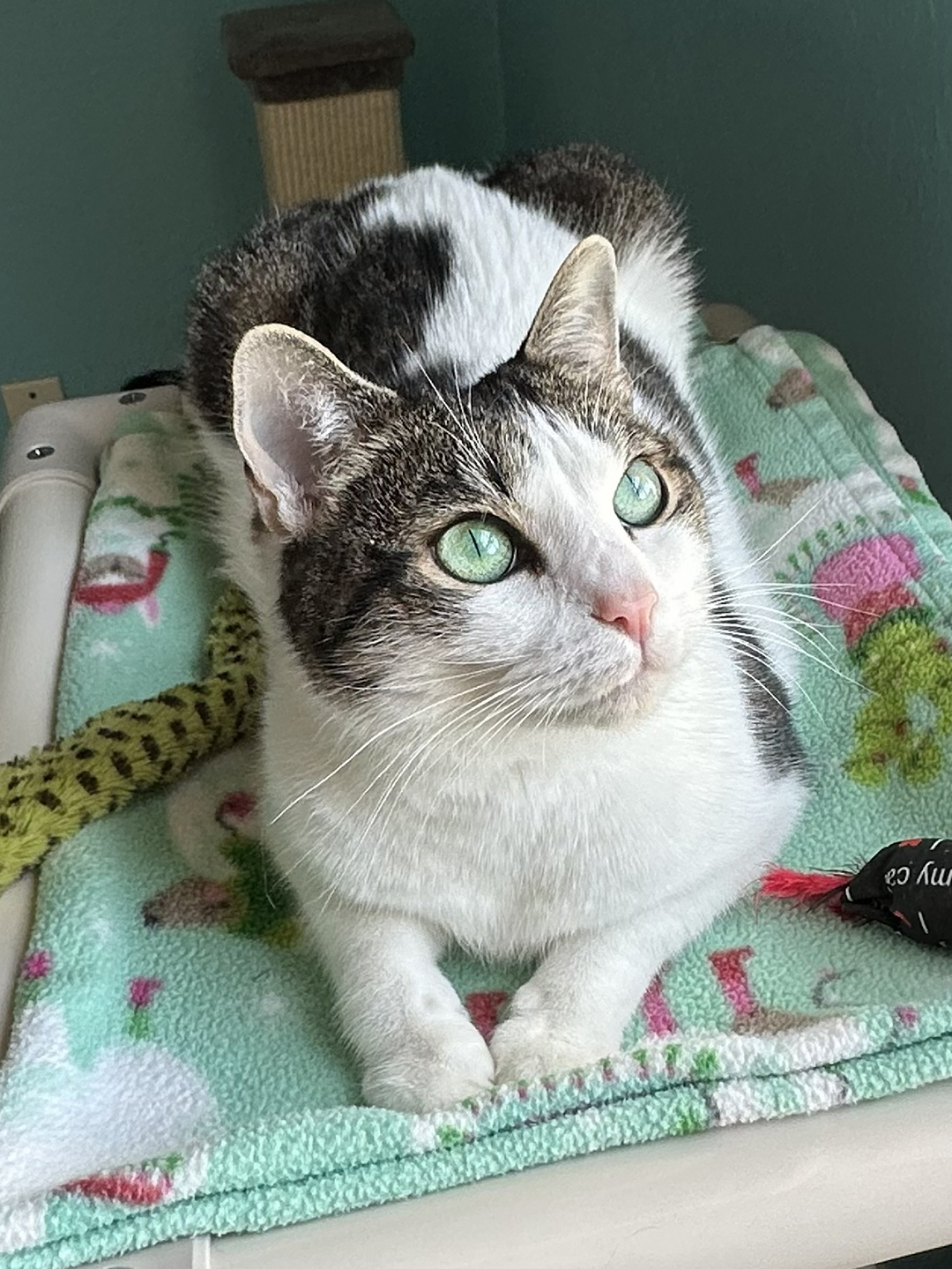 adopt cat