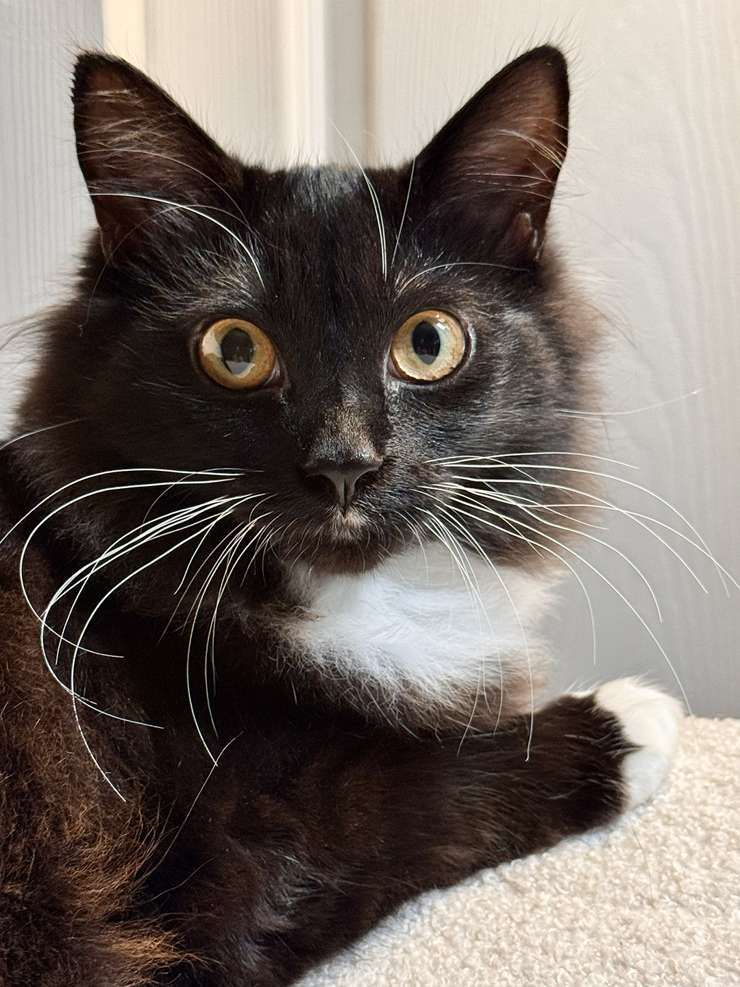 Misty Kitten 1