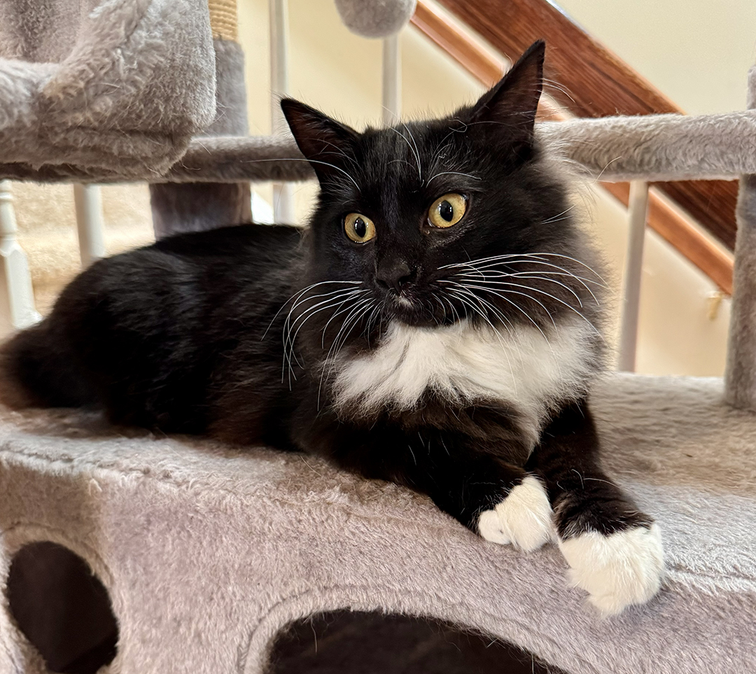 adopt cat