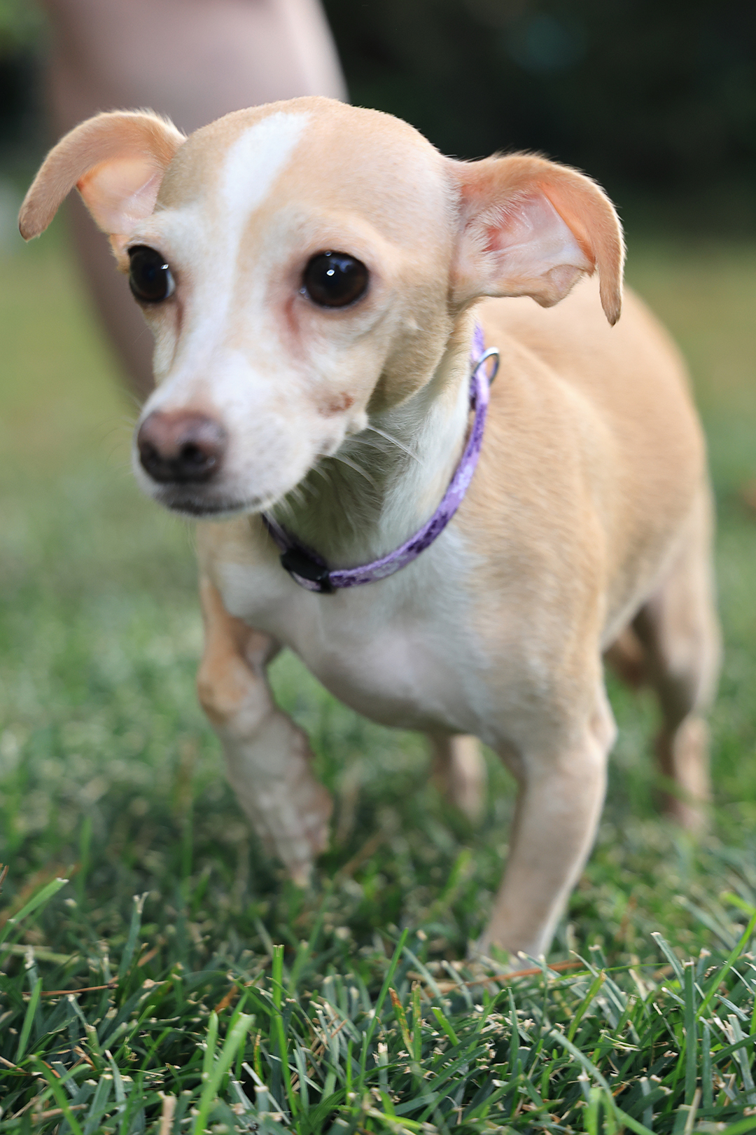 Princess Peanut 1 Dexter, adopt, dog