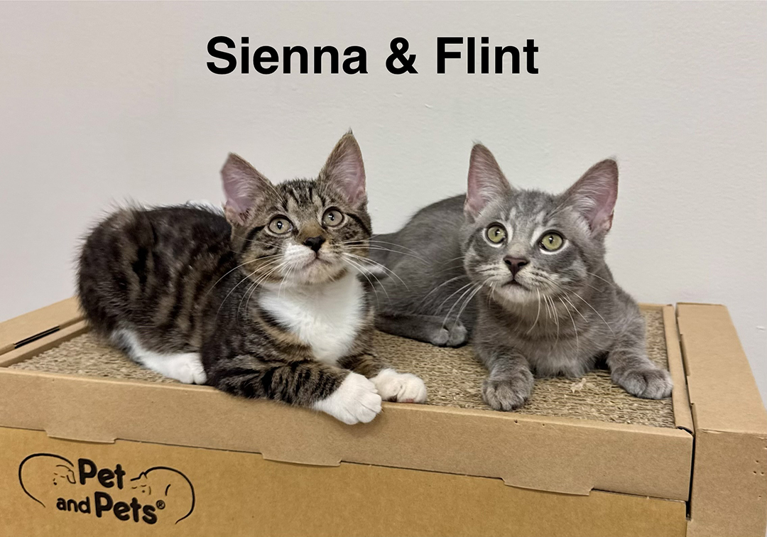 adopt cat