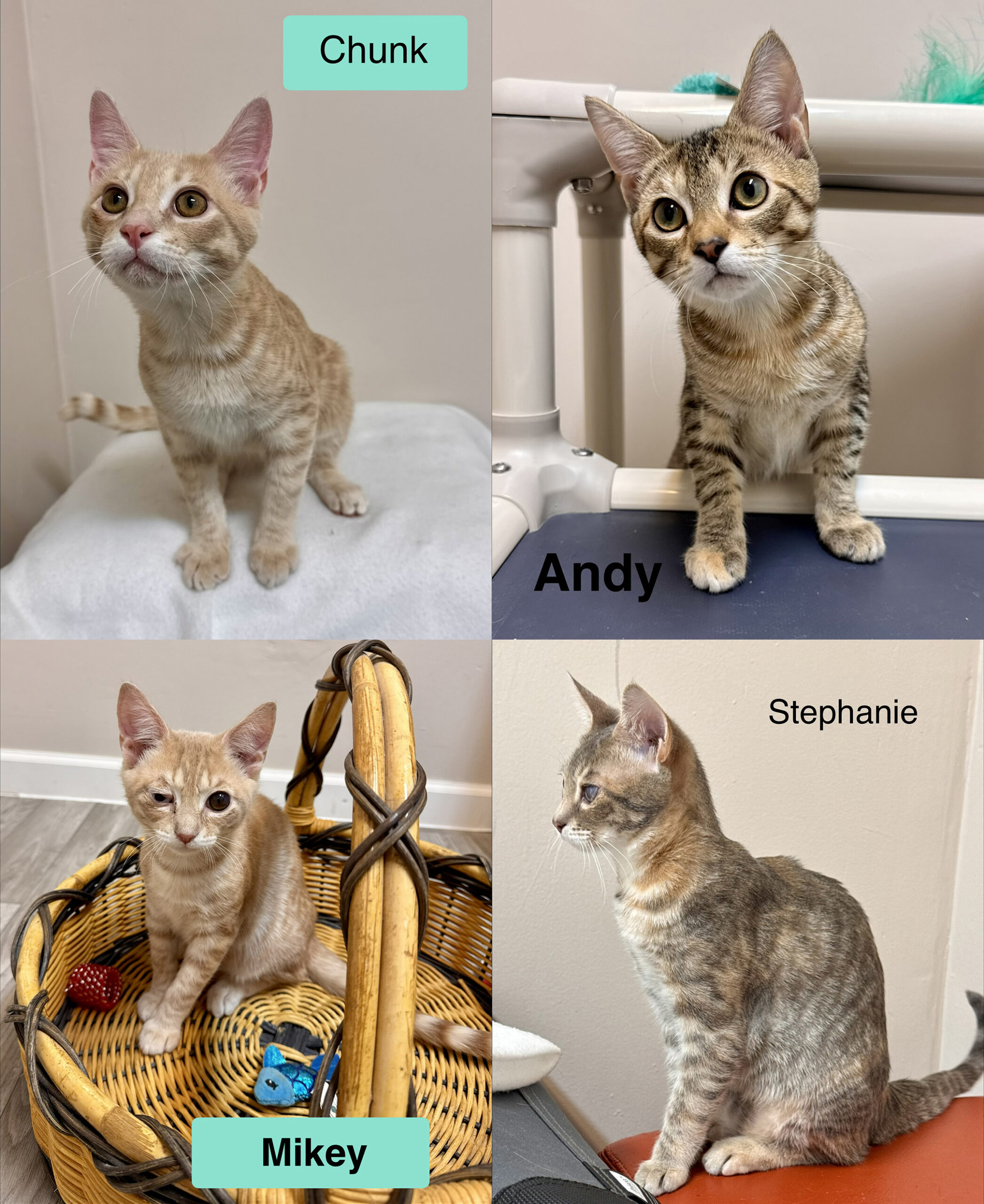 adopt cat