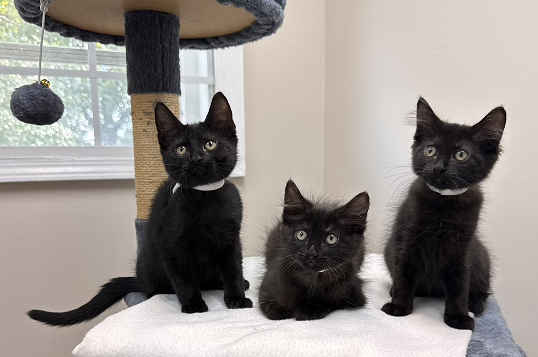adopt cat